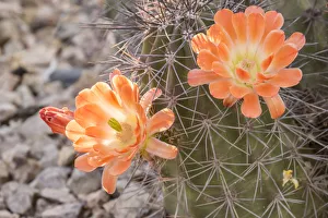 USA, Arizona, Desert Botanic Garden. Cactus blossoms and spines. Credit as: Cathy USA, Arizona, Desert Botanic Garden. Cactus blossoms and spines. Credit as: Cathy