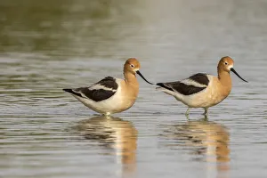 USA, Arizona, Gilbert Water Ranch. American avocet pair USA, Arizona, Gilbert Water Ranch. American avocet pair