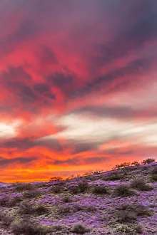USA, Arizona, Globe, Round Mountain Park. Sunset on desert super bloom USA, Arizona, Globe, Round Mountain Park. Sunset on desert super bloom
