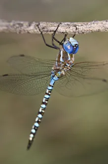 USA, Arizona, Havasu National Wildlife Refuge. Male blue-eyed darner dragonfly on limb USA, Arizona, Havasu National Wildlife Refuge. Male blue-eyed darner dragonfly on limb