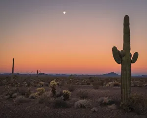 USA, Arizona, Kofa National Wildlife Area. Mountain and desert landscape at sunset USA, Arizona, Kofa National Wildlife Area. Mountain and desert landscape at sunset