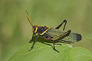 USA, Arizona, Lake Patagonia State Park. Horse lubber grasshopper on leaf USA, Arizona, Lake Patagonia State Park. Horse lubber grasshopper on leaf