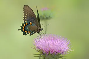USA, Arizona, Las Cienegas Natural Conservation Area. Pipevine swallowtail butterfly feeds on desert thistle flower USA, Arizona, Las Cienegas Natural Conservation Area. Pipevine swallowtail butterfly feeds on desert thistle flower