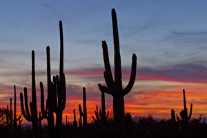 USA, Arizona, Pima County, Saguaro National Park, Sonoran Desert. Saguaro cacti and sunset USA, Arizona, Pima County, Saguaro National Park, Sonoran Desert. Saguaro cacti and sunset