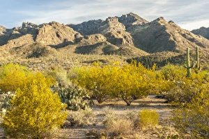 USA, Arizona, Sabino Canyon Recreation Area. Blooming palo verde trees and saguaro cacti USA, Arizona, Sabino Canyon Recreation Area. Blooming palo verde trees and saguaro cacti