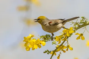 USA, Arizona, Sonoran Desert. Verdin bird on limb USA, Arizona, Sonoran Desert. Verdin bird on limb