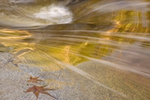 USA, Arizona, Tucson, Catalina State Park. FMaple leaves next to flowing water in the Romero Pools USA, Arizona, Tucson, Catalina State Park. FMaple leaves next to flowing water in the Romero Pools