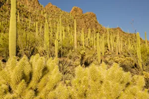 USA, Arizona, Tucson Mountain Park. Sonoran Desert landscape USA, Arizona, Tucson Mountain Park. Sonoran Desert landscape