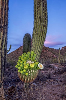 USA, Arizona, Tucson, Saguaro National Park (west) USA, Arizona, Tucson, Saguaro National Park (west)