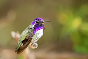 USA, Arizona, Tucson, Sonoran Desert Museum. Male Costas hummingbird perched on twig USA, Arizona, Tucson, Sonoran Desert Museum. Male Costas hummingbird perched on twig