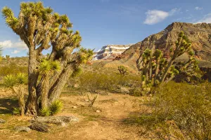 USA, Arizona, Virgin River Canyon Recreation Area. Joshua trees and snow on mountain USA, Arizona, Virgin River Canyon Recreation Area. Joshua trees and snow on mountain