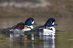 USA. Barrows Goldeneye (Bucephala islandica) female and males on a saltwater USA. Barrows Goldeneye (Bucephala islandica) female and males on a saltwater