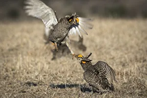 USA, Big Blue Ranch, Burchard, Nebraska. Prairie chickens fighting on the lek USA, Big Blue Ranch, Burchard, Nebraska. Prairie chickens fighting on the lek
