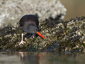 USA. Black Oystercatcher (Haematopus moquini) prys a barnacle from an intertidal USA. Black Oystercatcher (Haematopus moquini) prys a barnacle from an intertidal