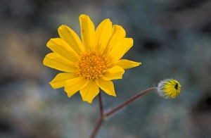 USA, CA, Death Valley National Park. Desert Gold Wildflower, Spring USA, CA, Death Valley National Park. Desert Gold Wildflower, Spring