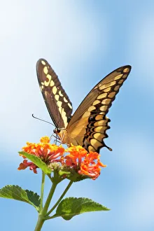 USA, California. Anise swallowtail butterfly on flower USA, California. Anise swallowtail butterfly on flower
