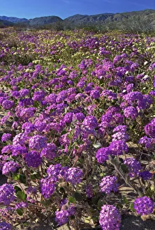 USA, California, Anza Borrego Desert State Park. Flowering desert sand verbena USA, California, Anza Borrego Desert State Park. Flowering desert sand verbena