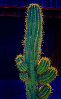 USA, California. Backlit saguaro cactus. Credit as: Jean Carter / Jaynes Gallery USA, California. Backlit saguaro cactus. Credit as: Jean Carter / Jaynes Gallery