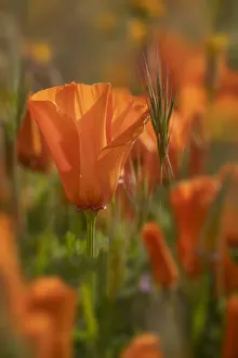 USA, California. Close-up of California poppy. Credit as USA, California. Close-up of California poppy. Credit as