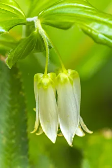 USA, California, Del Norte Coast Redwoods State Park. Smith's fairy bells flowers close-up USA, California, Del Norte Coast Redwoods State Park. Smith's fairy bells flowers close-up