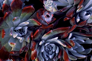 USA, California, Garrapata State Park. Red-leaf succulent plants USA, California, Garrapata State Park. Red-leaf succulent plants