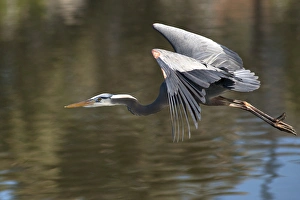 USA, California. Great blue heron flying over lake USA, California. Great blue heron flying over lake