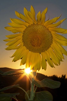 USA, California. Hybrid sunflower. Credit as: Christopher Talbot Frank / Jaynes Gallery USA, California. Hybrid sunflower. Credit as: Christopher Talbot Frank / Jaynes Gallery