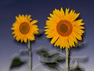 USA, California, Hybrid sunflowers blowing in the wind at dusk USA, California, Hybrid sunflowers blowing in the wind at dusk