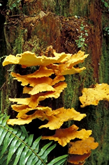 USA, California, Jedediah Smith Redwoods State Park Chicken mushroom (Laetiporus USA, California, Jedediah Smith Redwoods State Park Chicken mushroom (Laetiporus