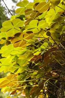 USA, California, Jedediah Smith Redwoods State Park. Close-up under backlit oxalis plants USA, California, Jedediah Smith Redwoods State Park. Close-up under backlit oxalis plants