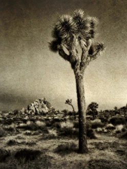 USA, California, Joshua Tree National Park, Dawn and Joshua trees (sepia with texture USA, California, Joshua Tree National Park, Dawn and Joshua trees (sepia with texture