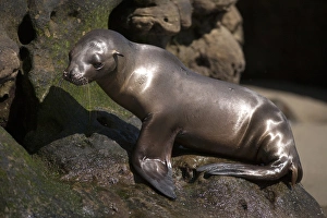 USA, California, La Jolla. Baby sea lion on rock USA, California, La Jolla. Baby sea lion on rock
