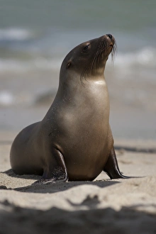 USA, California, La Jolla. Young sea lion on sand USA, California, La Jolla. Young sea lion on sand