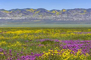 Usa, California. Landscape of meadow full of owl's clover Usa, California. Landscape of meadow full of owl's clover