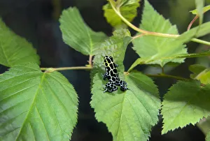 USA, California, Long Beach Aquarium. Captive variable poison arrow frog on leaf USA, California, Long Beach Aquarium. Captive variable poison arrow frog on leaf