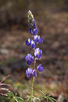 USA, California, Lupine Wildflowers in Joshua Tree National Park USA, California, Lupine Wildflowers in Joshua Tree National Park