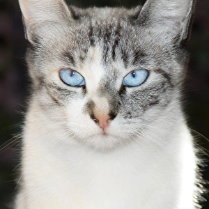 USA, California. Lynx point Siamese cat portrait USA, California. Lynx point Siamese cat portrait