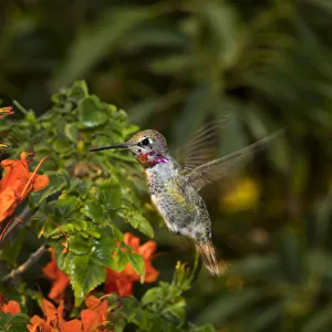 USA, California. Male Annas hummingbird flying USA, California. Male Annas hummingbird flying