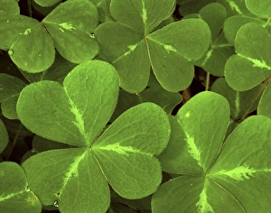 USA, California, Muir Woods. Close-up of clover USA, California, Muir Woods. Close-up of clover
