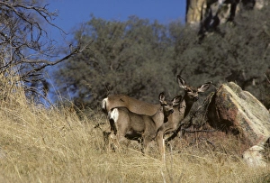USA, California, Mule Deer, Doe and Fawn, Sequoia and Kings Canyon National Park USA, California, Mule Deer, Doe and Fawn, Sequoia and Kings Canyon National Park