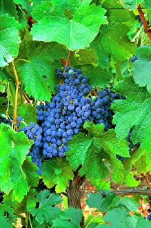 USA, California, Napa Valley, wine country, cabernet grapes on the vine USA, California, Napa Valley, wine country, cabernet grapes on the vine