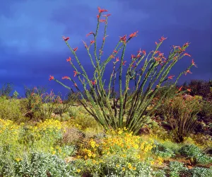 USA; California, Ocotillo and Brittlebush Wildflowers in Anza Borrego Desert State Park USA; California, Ocotillo and Brittlebush Wildflowers in Anza Borrego Desert State Park