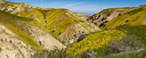 Usa, California. Panoramic landscape of Hillside daisy on hillside Usa, California. Panoramic landscape of Hillside daisy on hillside