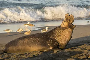 USA, California, Piedras Blancas. Northern elephant seal bull displaying. Credit as USA, California, Piedras Blancas. Northern elephant seal bull displaying. Credit as