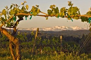 USA, California, Pleasant Valley, El Dorado County, Viognier vines in the foreground USA, California, Pleasant Valley, El Dorado County, Viognier vines in the foreground