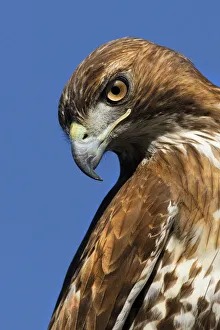 USA, California. Red-shouldered hawk portrait USA, California. Red-shouldered hawk portrait
