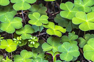 USA, California, Redwood National and State Parks. Oxalis leaves in Lady Bird Johnson Grove USA, California, Redwood National and State Parks. Oxalis leaves in Lady Bird Johnson Grove