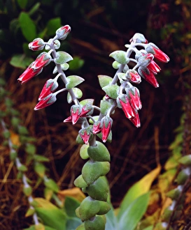 USA; California; San Diego. SucculentA Wildflowers in Mission Trails Regional Park USA; California; San Diego. SucculentA Wildflowers in Mission Trails Regional Park