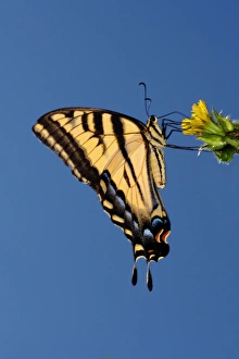 USA; California; San Diego; An Anise Swallowtail Butterfly in Mission Trails Regional USA; California; San Diego; An Anise Swallowtail Butterfly in Mission Trails Regional
