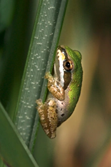 USA; California; San Diego; A Baby Green Tree Frog in Mission Trails Regional Park USA; California; San Diego; A Baby Green Tree Frog in Mission Trails Regional Park